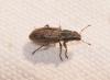 Sitona lineatus